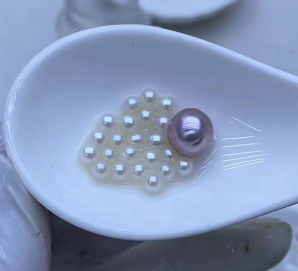 0.[LIVE OPEN  Toady big [SALE] Caviar pearl shell