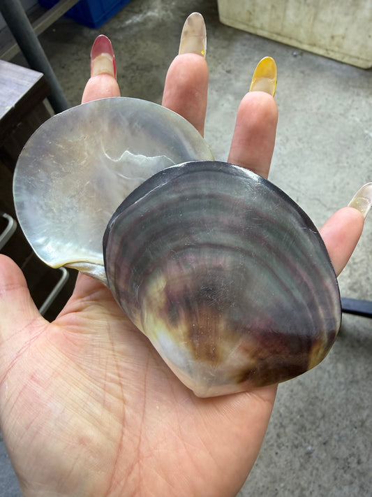 00.0  Big Shell Carving